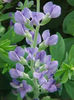 baptisia-australis