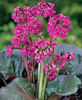 bergenia_eroica3