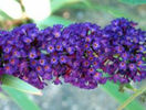 buddleia_black-knight