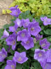 campanula_blue-clips