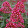 centranthus
