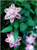 clematis_josephine2