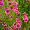 coreopsis-dreamcatcher
