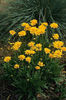 coreopsis-early-sunrise2