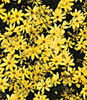coreopsis-moonbeam