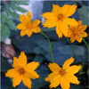 coreopsis-nana4 (1)