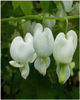 dicentra-alba
