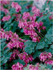 dicentra-luxuriant