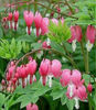 dicentra-old-fashion
