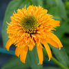 Echinacea_Secret_Glow_3b