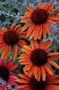 Echinacea_Sundown_131106_copy