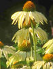 echinacea2