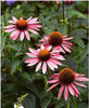 echinacea-magnus2