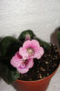 An's Sparrow Pink