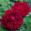 englishrose-darklady