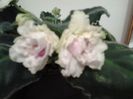 RS.Gercogenia