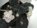 RS.Gercogenia