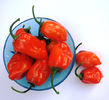 Orange habanero 038