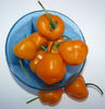 Rocoto