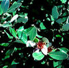 Feijoasellowiana