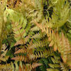 fern-autumn