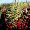 fern-ladyinred