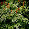 fern-royal