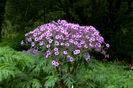 Geranium_maderense_2