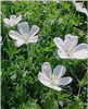 geranium-album