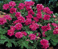 geranium-birch-double