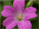 geranium-claridge-druce2