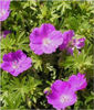 geranium-sanguineum
