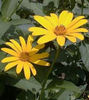 heliopsis-summersun