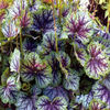 heuchera-greenspice (1)