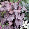 heuchera-stormyseas1