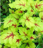 heucherella-sunspot