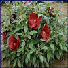 hibiscus-cranberrycrush