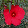 hibiscus-fireball