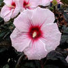 hibiscus-kopperking