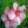 hibiscus-turncentury