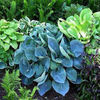 hosta-abiqua_drinking_gourd
