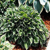hosta-AllenP-McConnell