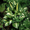hosta-americansweetheart