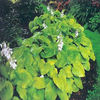 hosta-augustmoon