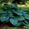 hosta-Blue-Angel