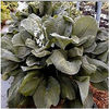 hosta-blueumbrellas2