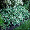 hosta-crownedimperial