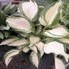 hosta-dancing_in_the_rain