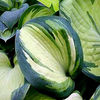 hosta-EskimoPie (1)