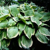 Hosta-FragrantBouquet2